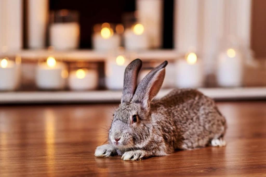 ¿Cuál es la Legislación sobre incineración de mascotas?