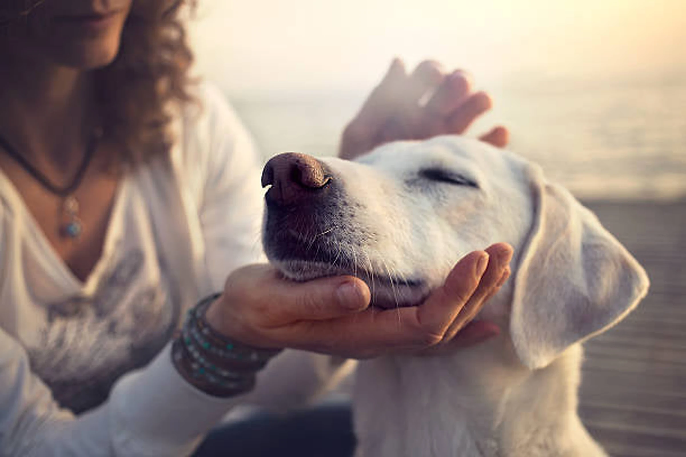 La incineración de mascotas: Un Adiós Digno y Respetuoso