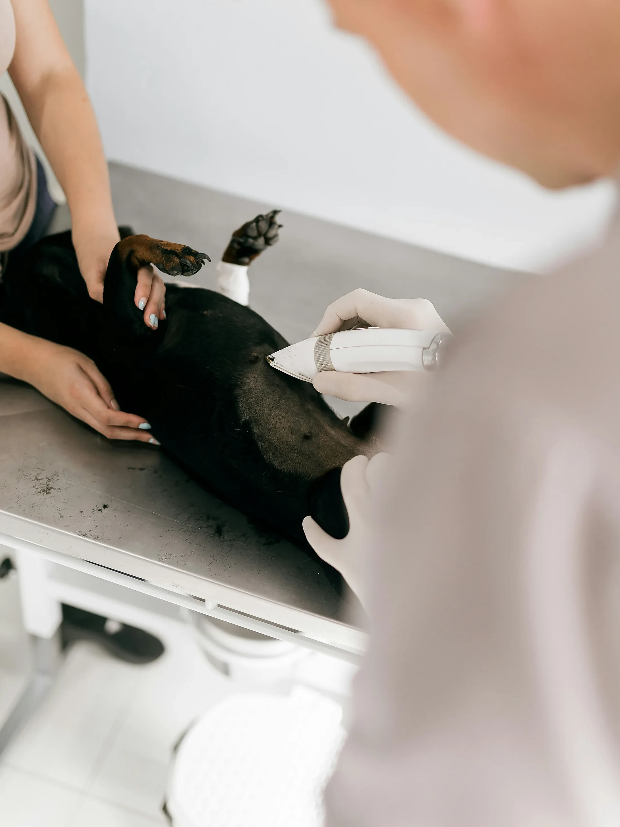 Profesional veterinario atendiendo a una mascota